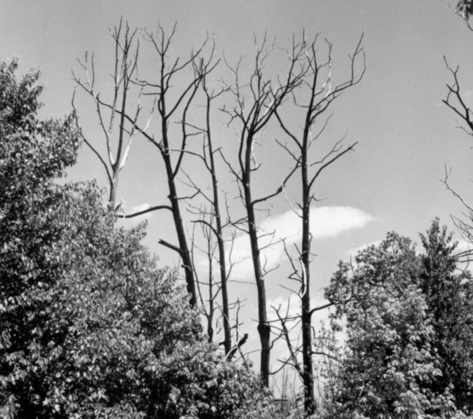 Blight killed chestnut trees, North Carolina