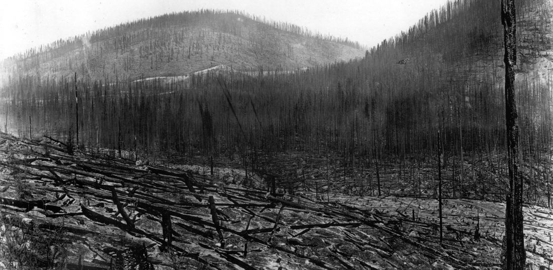 Burned timber on Rainey Creek in Lolo National Forest, Montana following 1910 fires.
