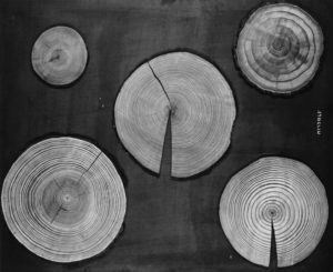 tree rings