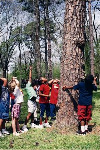 elementary aged children looking up at a tree