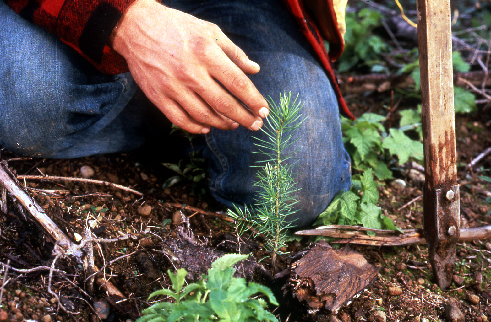 person kneeling next to freshly planted pine sappling