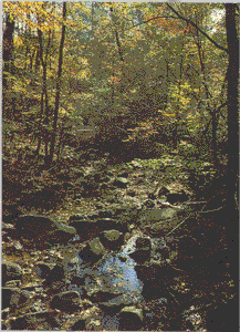 One of the creeks running through the Duke Forest. Duke Forest pamphlet, 1990. 