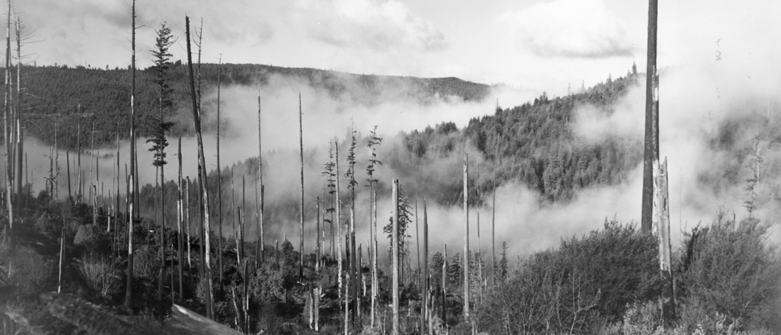 Active forest fire, California.