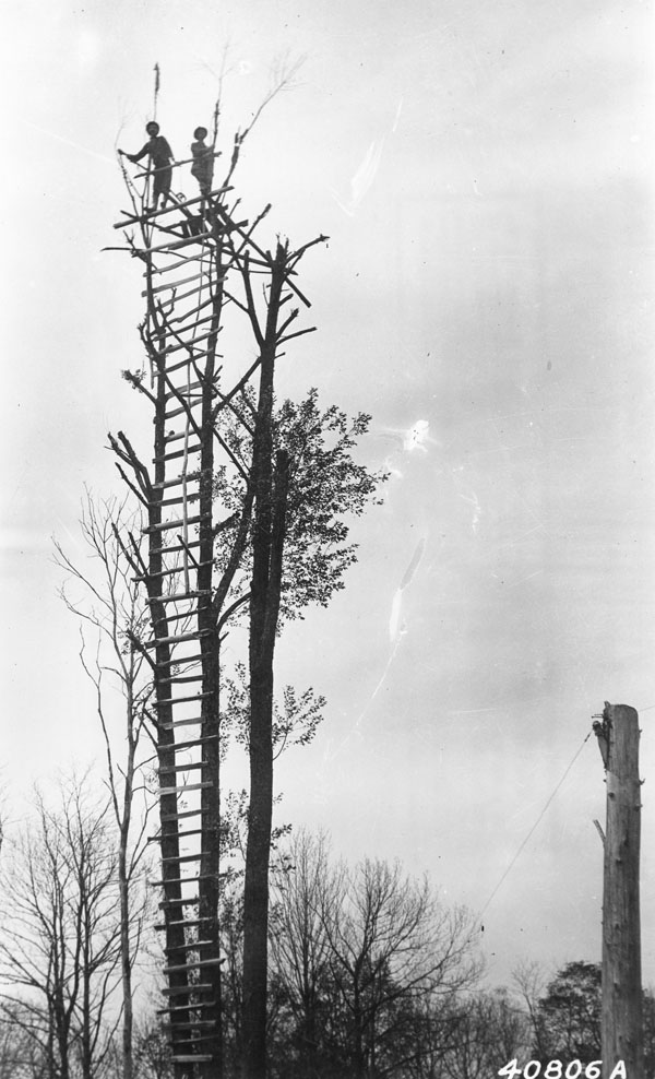 Lookout tree on Turkey Knob, Webster County, West Virginia.
