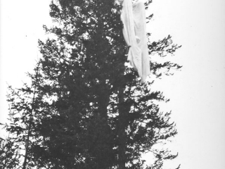 Parachute in tree.