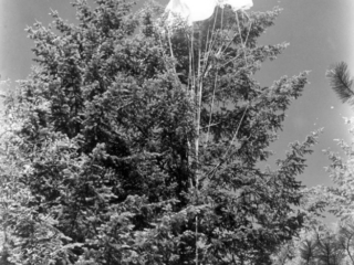 Typical tree landing encountered by Forest Service smokejumpers.