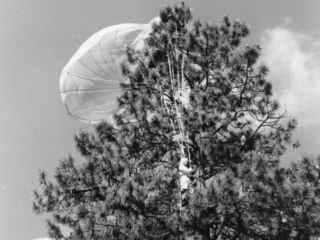 Forest Service smokejumper caught in tree, Lolo National Forest, Montana.