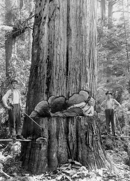 If Trees Could Talk: Middle School Curriculum - Forest History Society