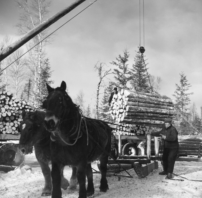 Logging - Hauling - Horses & Oxen - Forest History Society
