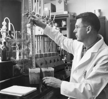 Forest Researcher measuring the growth of a pine tree in the lab.