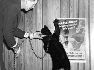 The real Smokey Bear at a promotional event, 1950.
