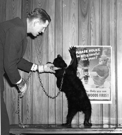 The real Smokey Bear at a promotional event, 1950.