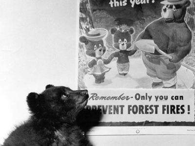 The Real Smokey Bear, injured in the 1950 Capitan Gap fire in New Mexico.
