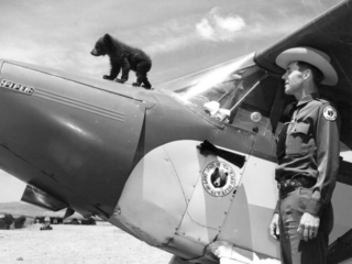 The &#039;real&#039; Smokey Bear standing on hood of plane.