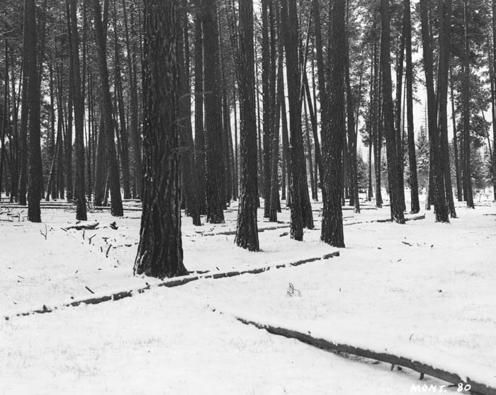 Tree Species - Ponderosa Pine - Forest History Society