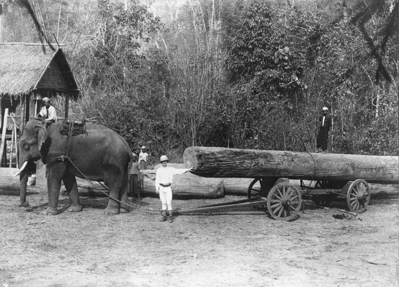 Elephant log hauling, Bengal, India.