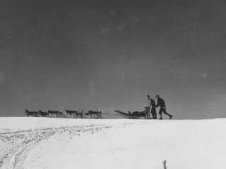 Seeley&#039;s sled dog team.