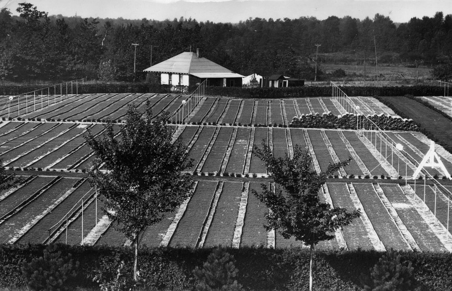 Beal Nursery, looking west from top of headquarters building, 1929.