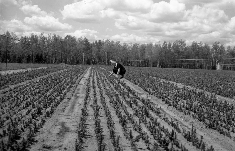 Recently transplanted white spruce at the James W. Toumey Nursery, 1947.