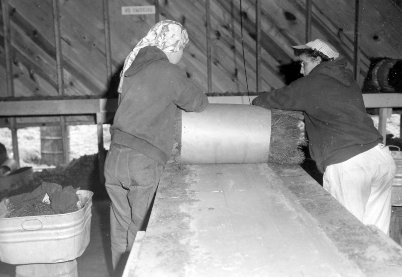 Chittenden Nursery workers completing the rolling of the bale, 1960.