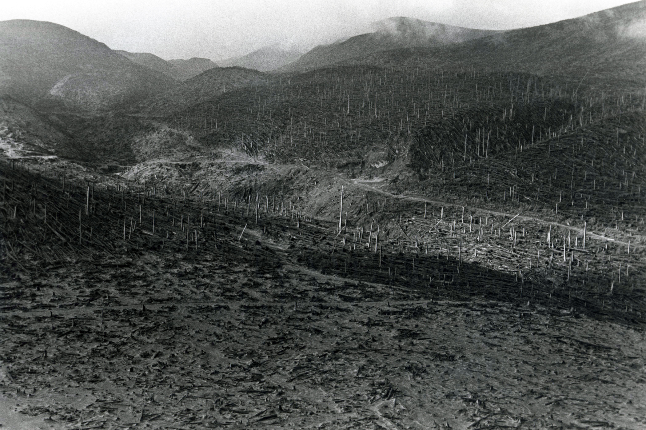 Weyerhaeuser Company land in the Green River-Hoffstadt Creek vicinity,  near Mount St. Helens after the volcano eruption of 1980