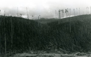 Weyerhaeuser Company land in the Mount St. Helens' area after the volcano eruption of 1980.