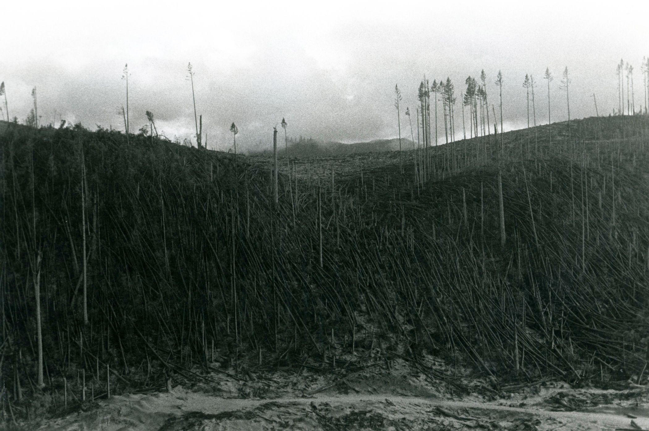 Weyerhaeuser Company land in the Mount St. Helens' area after the volcano eruption of 1980.