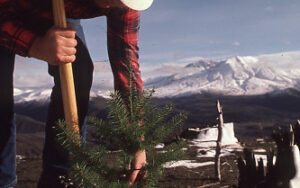A Weyerhaeuser employee plants a seedling at Mount St. Helens on company lands.