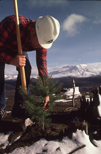 A Weyerhaeuser employee plants a seedling at Mount St. Helens on company lands.