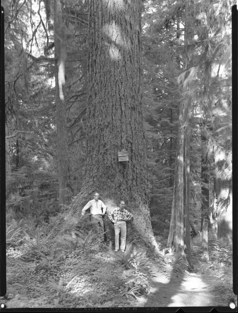 3 Douglas Fir in Quinault Lake Area, Olympic National Forest