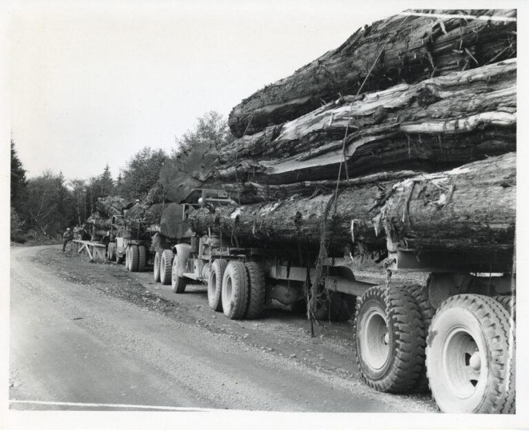 Loaded log trucks