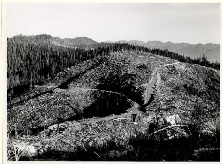 View to the east of clear-cut block from State lookout on allotment of Florian Kjos