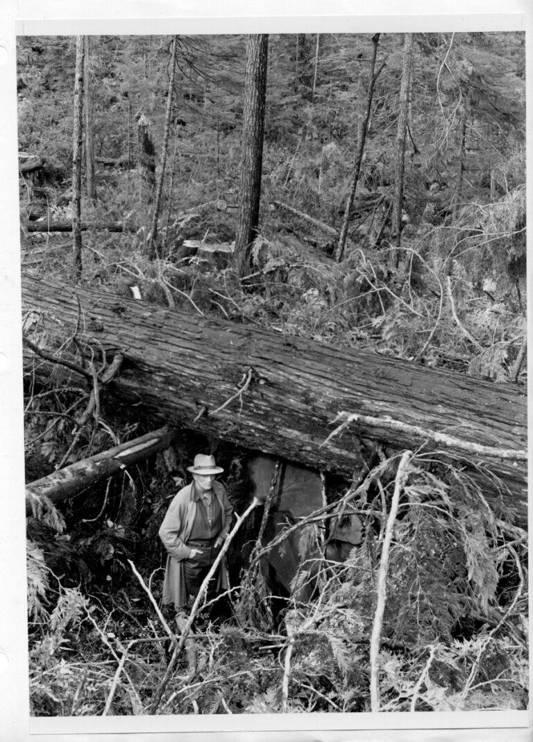 Felled timber on the Taholah Logging Unit