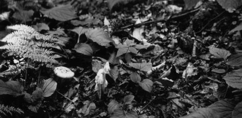 mushrooms in Great Smoky Mtns_crop mushrooms in Great Smoky Mtns_crop