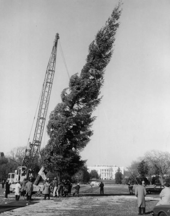 Crane erecting National Christmas Tree, 1961