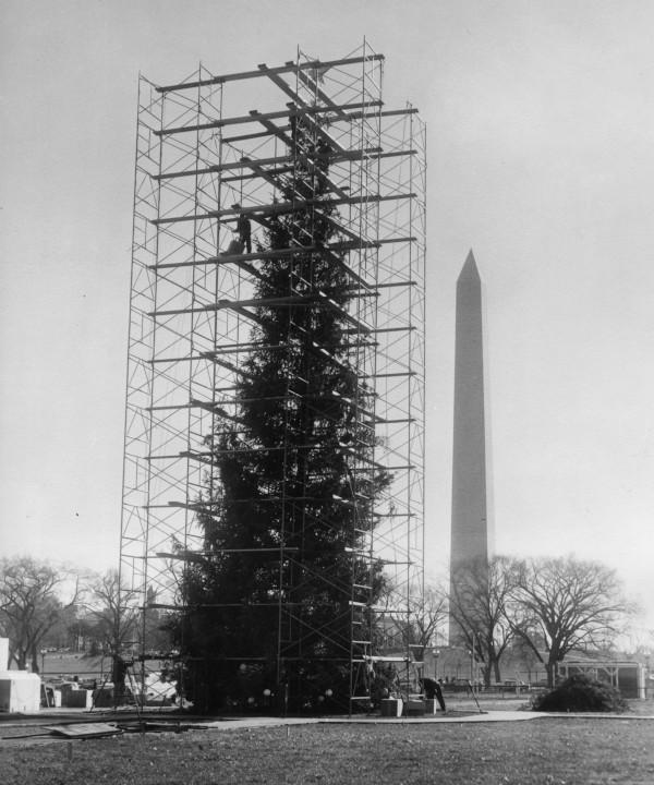 Scaffolding used to decorate the National Christmas Tree 1961