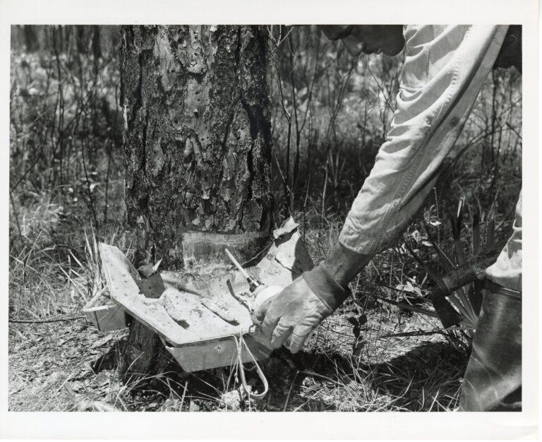 Black and white photo of a gloved hand applying acid to catface on a pine tree.