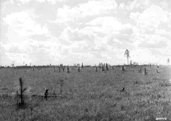 Cutover land on the Chickasawhay Plantation, Jones County, on the DeSoto National Forest in Mississippi in 1935. On the left is a longleaf pine. (FHS1330)