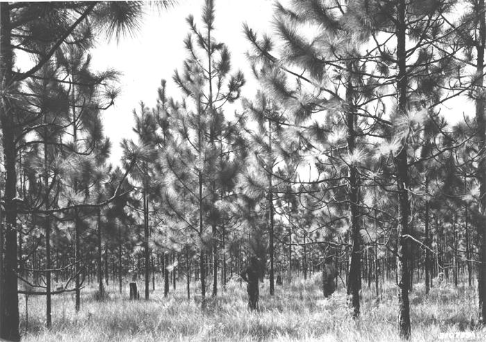 Longleaf pines in DeSoto National Forest, taken in 1935. This scene was the exception to the burned-over lands Conarro encountered when he started assembling purchase units in Mississippi. (FHS2318)