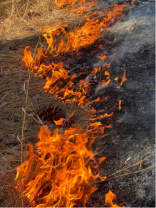 Controlled burn from YSE 2025 field trip A prescribed burn conducted on land traditionally stewarded by the Tuscarora, Catawba, and Lumbee People. Photographed during YSE’s 2025 Southern Forestry Field Trip Controlled Burn Workshop by Maya Dutta, YSE MEM ’26.