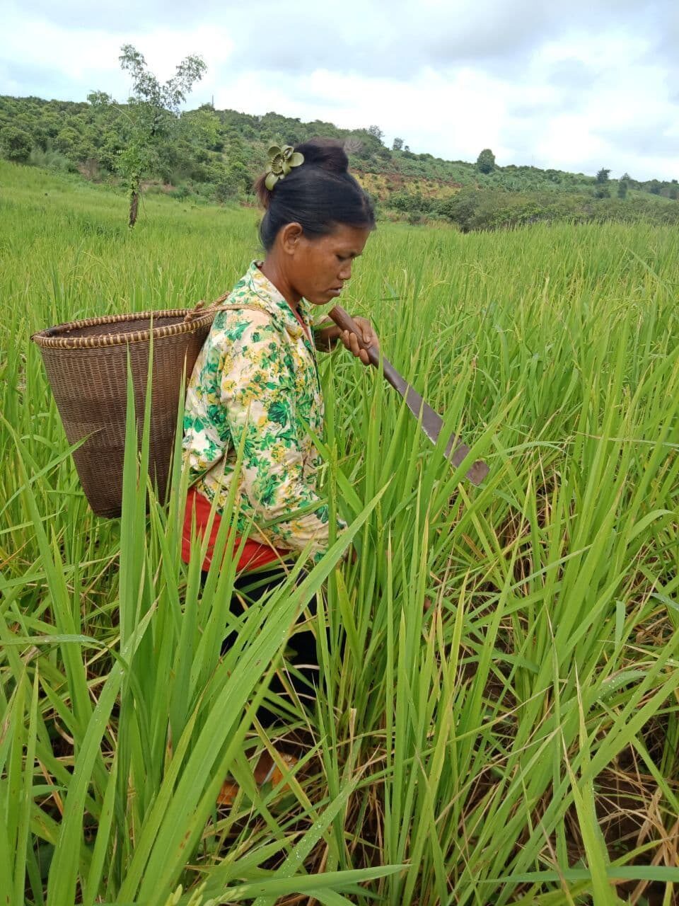Jarai woman cuts swidden rice A Jarai woman cuts swidden rice.
Photo credit: Sinoun Kasol, used under CC BY-SA 4.0.