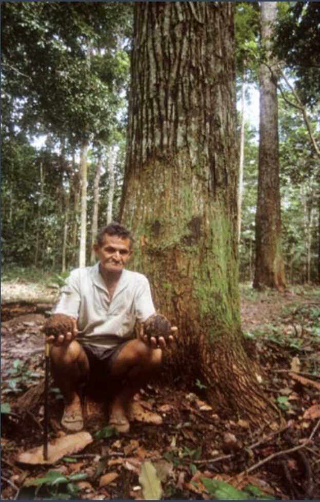 Man with Brazil nut tree Man with Brazil nut tree