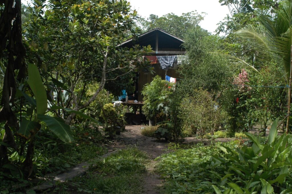 amazon house Image by E. Neves of a house with a typical wild-growing yard in Codajás, Central Amazȏnia.