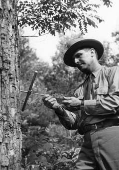 Ranger examining tree samples, George Washington NF, 1939.