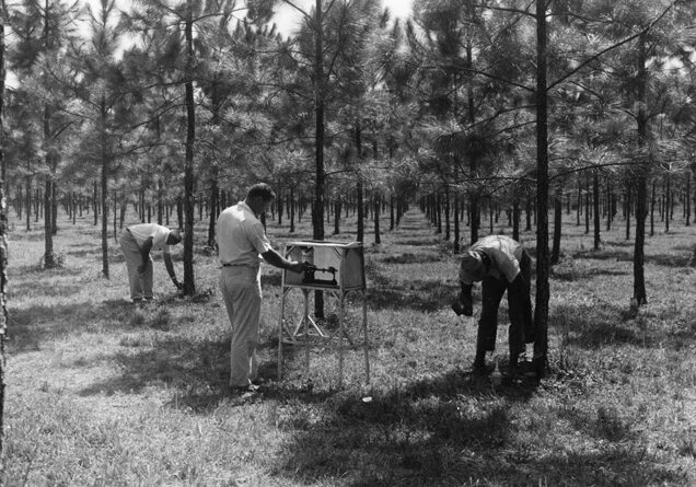 Microchipping to measure gum yield potential of young slash pine at Olustee, 1960.