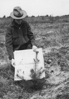 Ranger Clarence Chase Showing a jack pine, 1940.