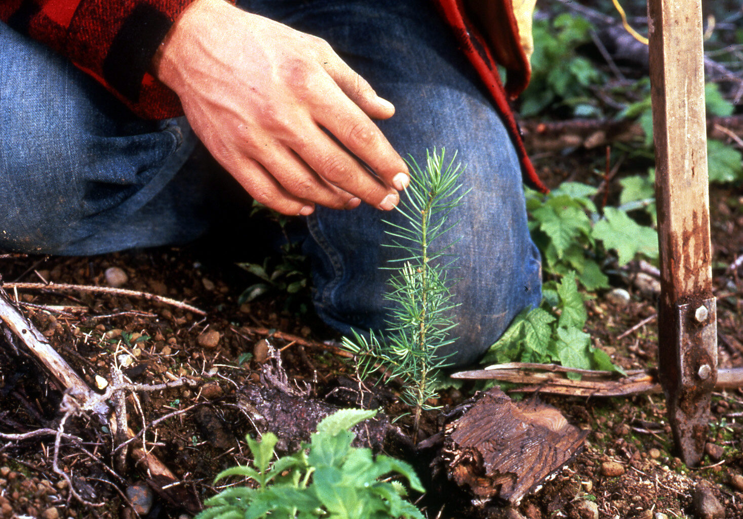 person kneeling next to freshly planted pine sappling