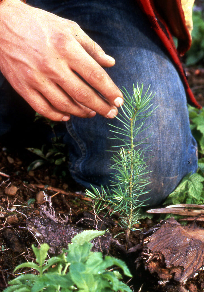 person kneeling next to freshly planted pine sappling