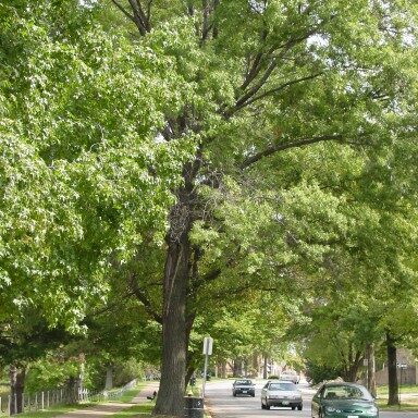 Tree-lined city street.  Photo  courtesy of 
City of St. Louis Department of Parks and Recreation and Forestry.