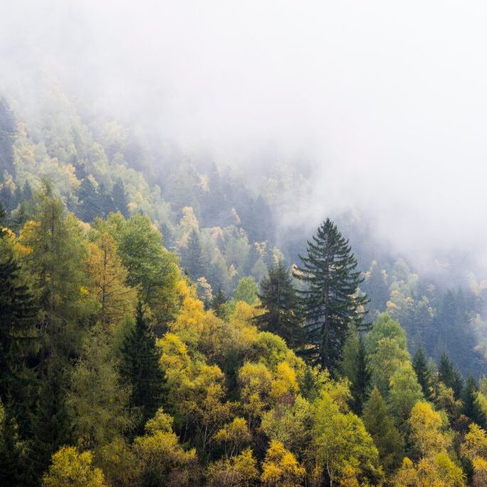 aerial view of tree tops with low misty clouds